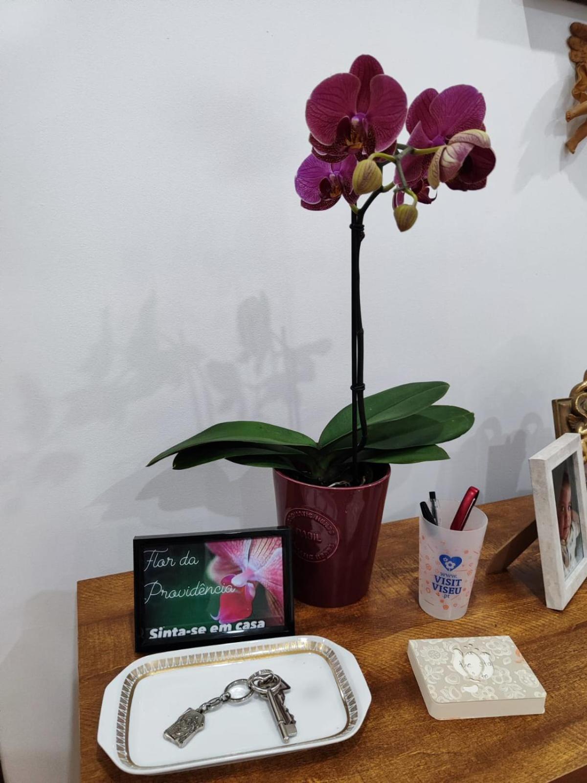 Flor Da Providencia Daire Viseu Dış mekan fotoğraf